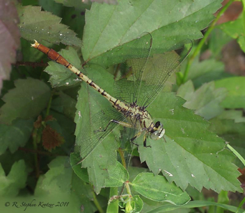 Arigomphus submedianus, male